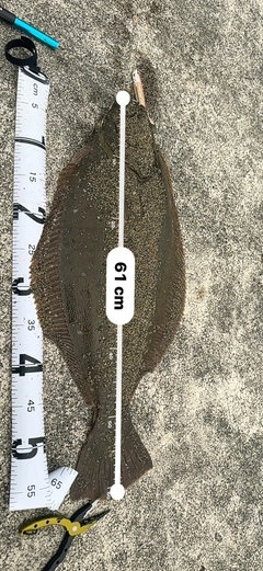 ヒラメの釣果