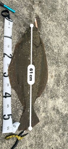 ヒラメの釣果