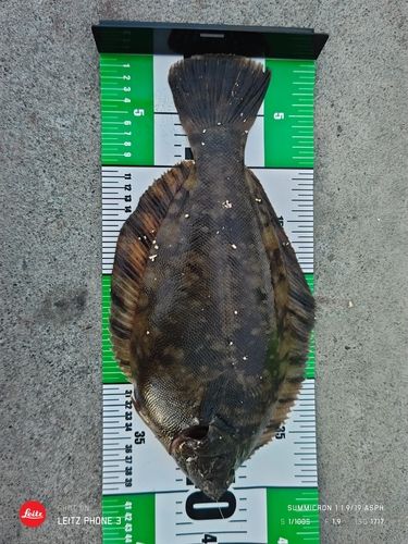 クロガレイの釣果