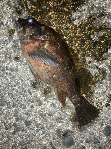 ムラソイの釣果