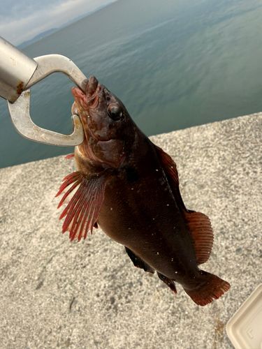 アイナメの釣果