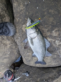 ヒラスズキの釣果