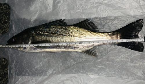 フッコ（マルスズキ）の釣果