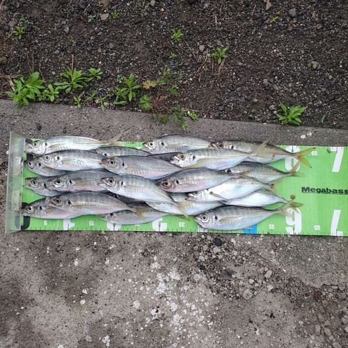アジの釣果