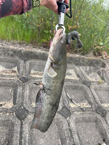 ニホンナマズの釣果