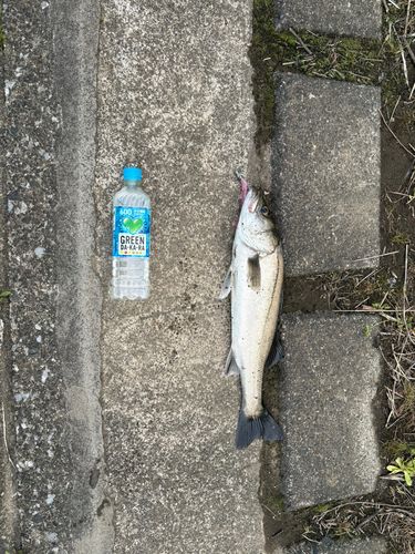 フッコ（マルスズキ）の釣果