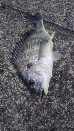 キビレの釣果