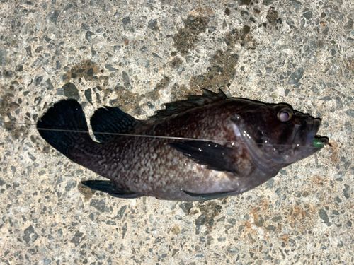 釣果