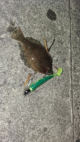 カレイの釣果