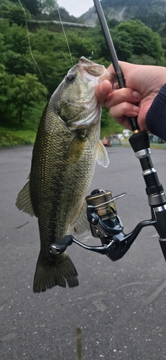 ブラックバスの釣果