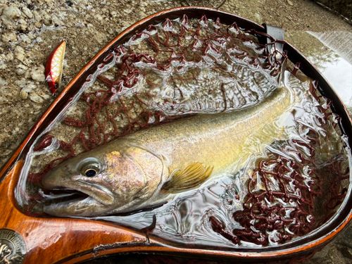 ニッコウイワナの釣果
