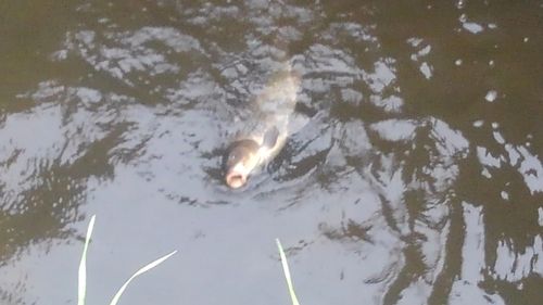 コイの釣果