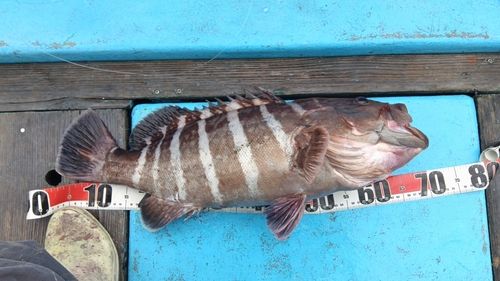 マハタの釣果