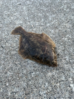 カレイの釣果