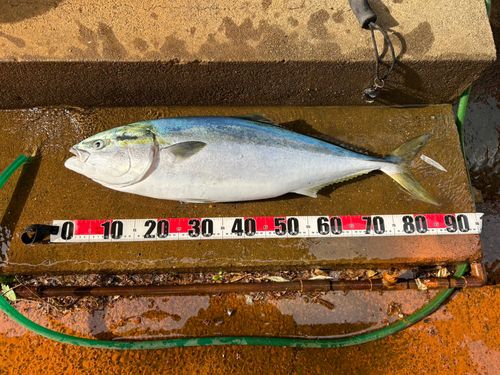 ブリの釣果