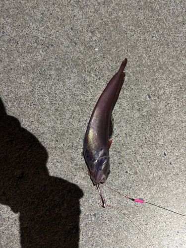ドンコの釣果