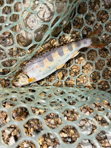 アマゴの釣果