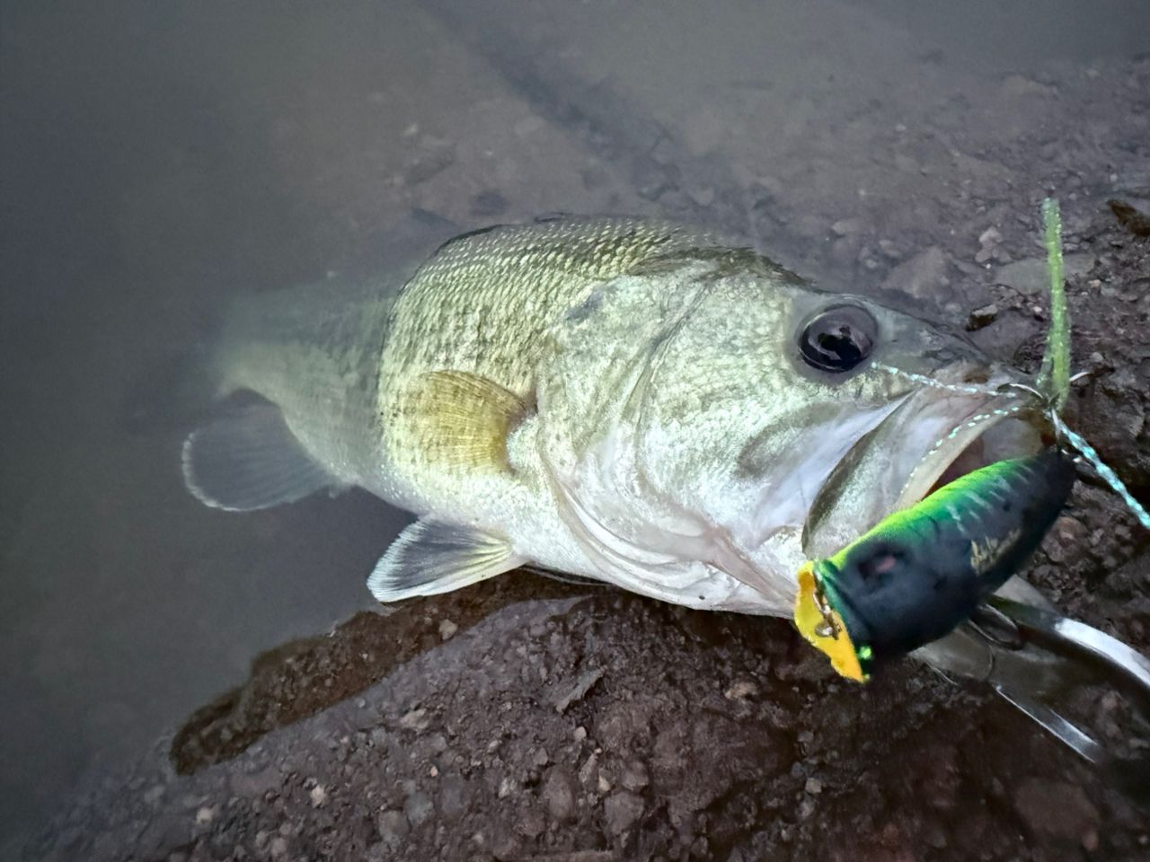 DAIWA 19ブラックレーベル SG 682L/MLXS-STの最安値・インプレ・釣果