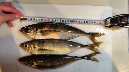 アジの釣果