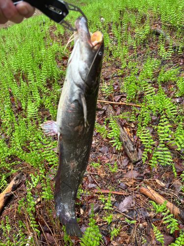 ナマズの釣果