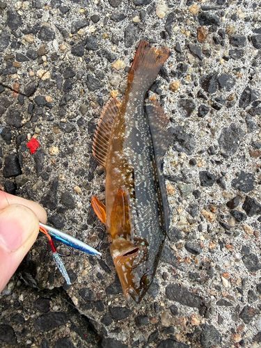 アイナメの釣果
