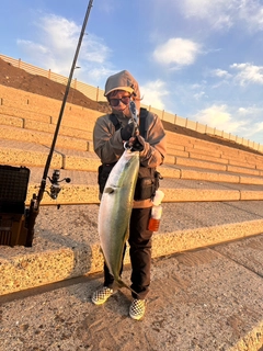 ブリの釣果