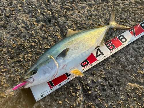 メジロの釣果