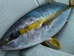 ヒラマサの釣果