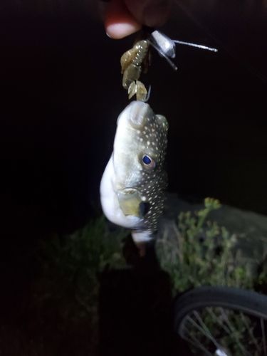 キビレの釣果