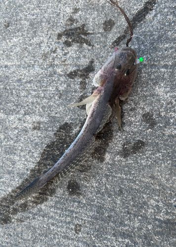 マハゼの釣果