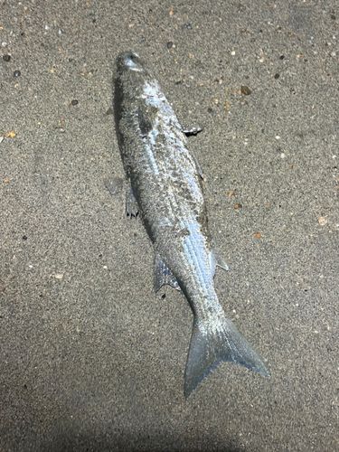 ボラの釣果
