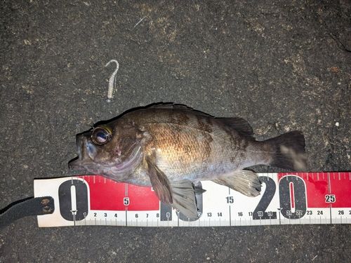 メバルの釣果