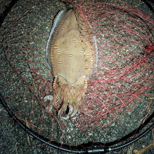 モンゴウイカの釣果