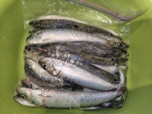 イワシの釣果