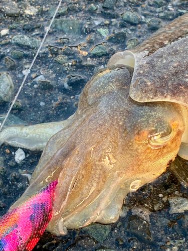 コウイカの釣果