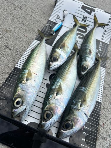 サバの釣果