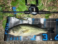 ブラックバスの釣果