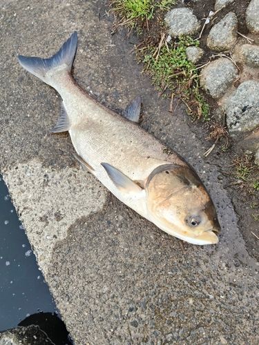 ハクレンの釣果