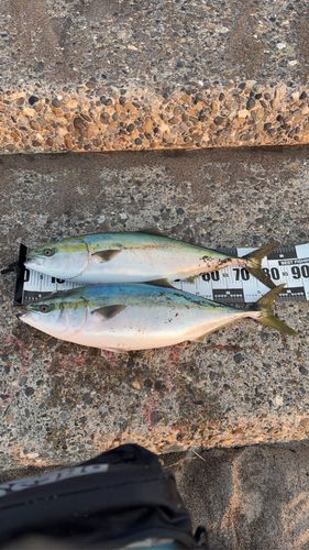 ブリの釣果