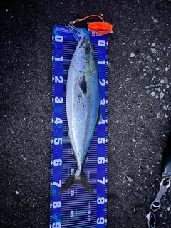 ワラサの釣果