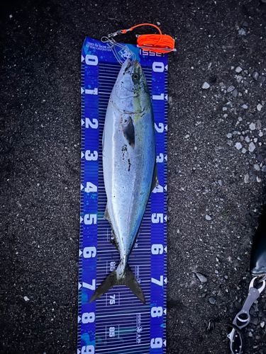 ワラサの釣果
