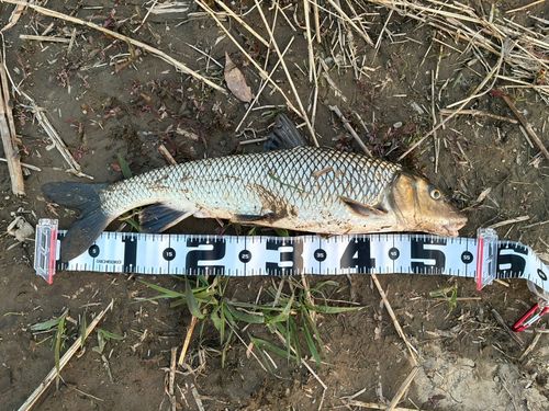 ニゴイの釣果