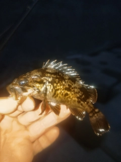 クロソイの釣果