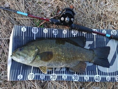 スモールマウスバスの釣果
