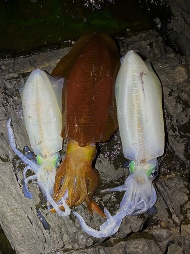 アオリイカの釣果