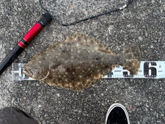 ヒラメの釣果