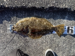 ヒラメの釣果