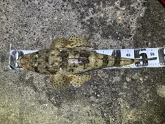 ワニゴチの釣果