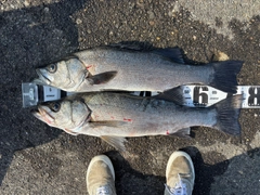 ヒラスズキの釣果