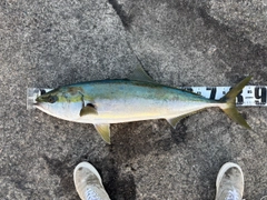 ブリの釣果